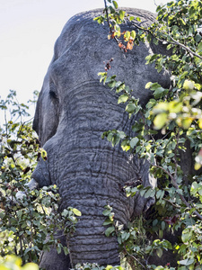 非洲象属基利坎贝尔, 博茨瓦纳丘比国家公园, 濒临非洲象。