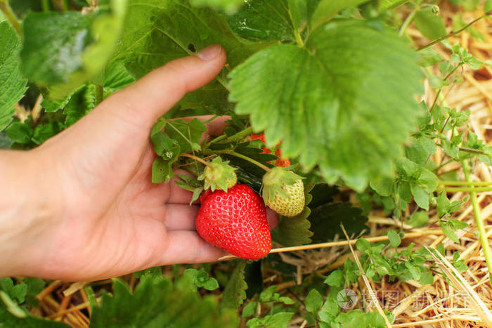 男子手捧草莓在农场的领域 检查他们是否成熟或未成熟照片 正版商用图片0stbi0 摄图新视界