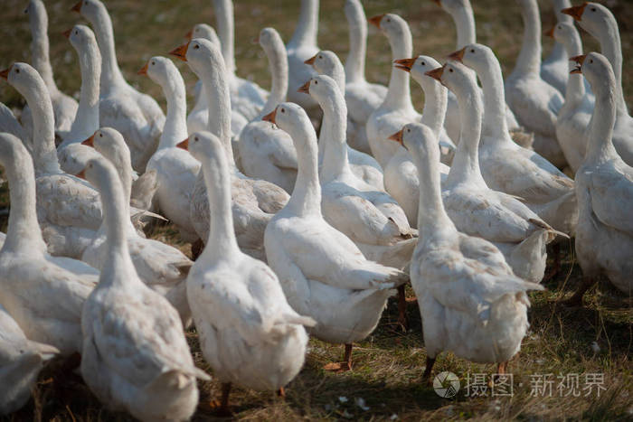 鹅在草丛中.家养的鸟.一群鹅在田野里漫步照片-正版商用图片0stbq7-摄