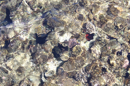 红海的珊瑚。西奈半岛