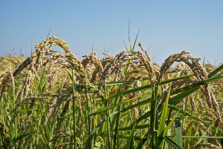 成熟的稻穗图片