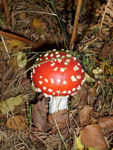 未成熟的蝇木耳菇 鹅 muscaria, 红色帽上有特色白点。枯叶和蕨草的背景