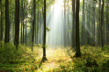美丽的早晨阳光在薄雾森林里照片