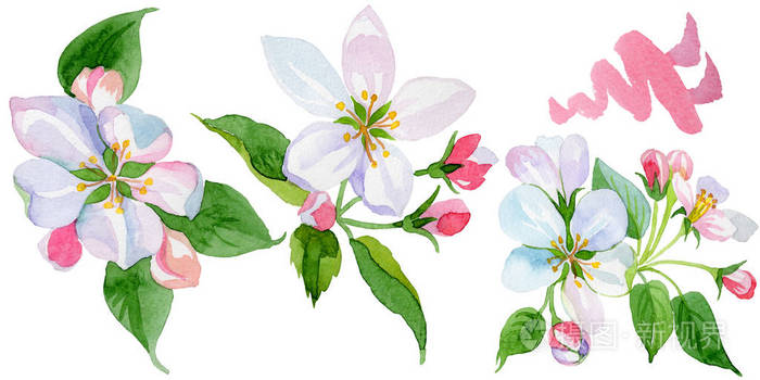 水彩苹果花.花卉植物花.孤立的插图元素
