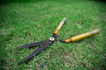 草坪剪草剪放在绿色的草坪上照片