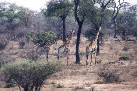 长颈鹿 Giraffa 鹿豹座, 克鲁格国家公园, 姆普马兰加, 南非