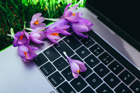 笔记本电脑上的自然森林背景, 紫罗兰弹簧花躺在键盘上。笔记本电脑在树林里, 自由职业者的概念