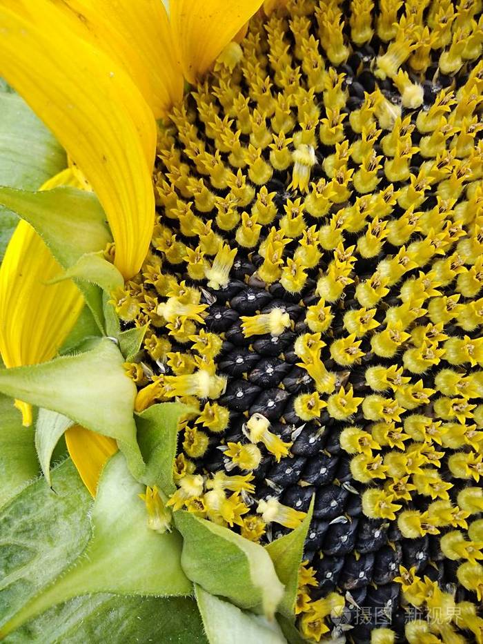 秋天成熟向日葵与黑种子