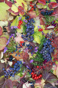 秋天浆果和叶子