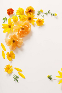 白色背景上的黄色和橙色的花朵