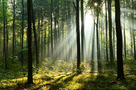 早晨的阳光在森林里图片-早晨的阳光在森林里素材-早晨的阳光在森林里