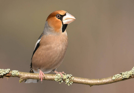 关闭视图可爱的 hawfinch 坐在树枝上