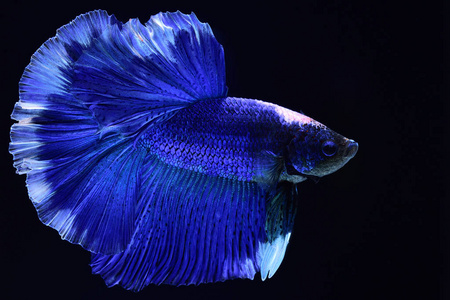 野蛮的舞蹈超级蓝 betta 暹罗格斗鱼.头部为白色, 插入红色.