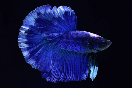 野蛮的舞蹈超级蓝 betta 暹罗格斗鱼.头部为白色, 插入红色.