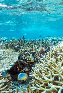 双的珊瑚礁，马尔代夫的蝴蝶鱼