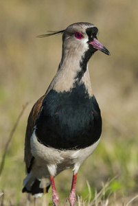 南田凫鸟, Vanellus chilensis