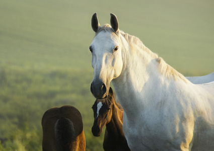 白色光的鬃毛和尾巴的马站在绿色的草地上字段