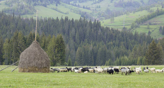 山坡上放牧山羊羊群的自然景观图片