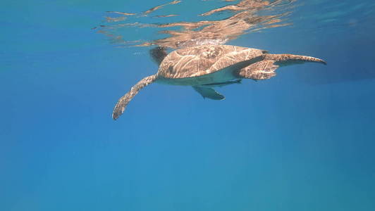 海龟游泳在蓝色海水水生动物水下照片
