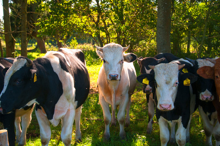 黑色的小牛图片