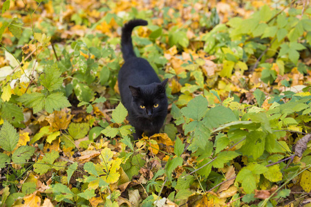 秋天公园里的猫。黑猫坐在树叶上