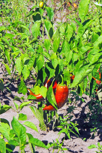 红色和绿色辣椒生长在花园里