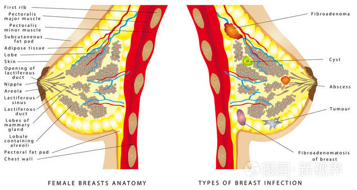 女性乳房解剖横断面为基本的医学教育, 为诊所和学校.与女人的胸围.
