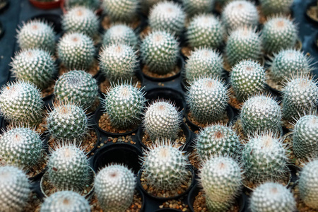 绿色仙人掌植物在花盆, 农场, 花园