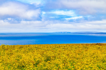在莫赫尔, 杜林, 克莱尔, 爱尔兰的悬崖上的农田里的黄色花朵