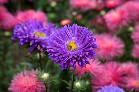 美丽的紫色菊花在城市公园开花