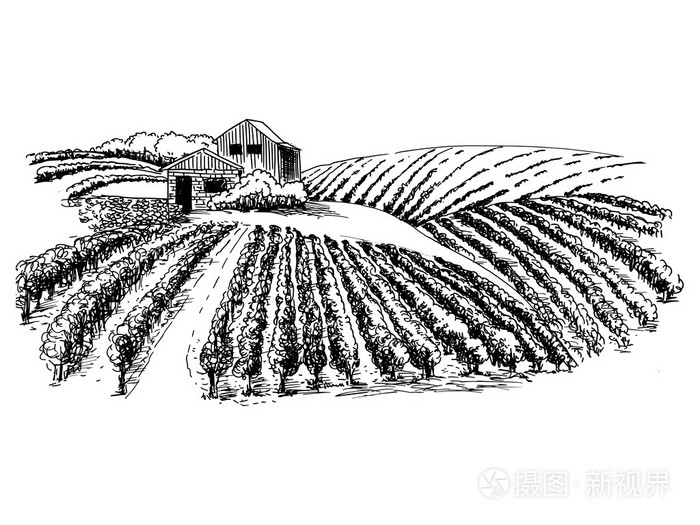 手绘矢量农村景色与洛奇和葡萄园.插图