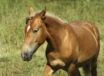 红马光鬃毛和白斑的头上站在绿色的草地上字段