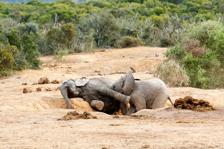 被打的微笑在卡马拉非洲布什大象家族