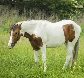 白马，带棕色斑点和光鬃毛站在绿草上