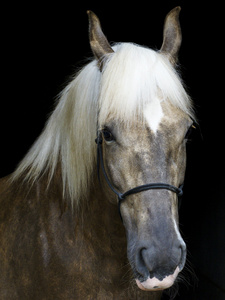 一匹浅棕色的马，背着一个白色的鬃毛