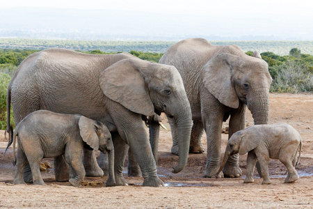 非洲布什大象家族的爱的