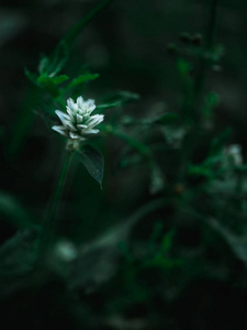 抽象花草自然背景与复古调效果