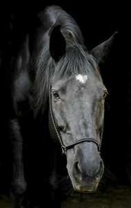 黑色马的缰绳和黑暗的鬃毛和白斑头顶上一个黑色的背景上