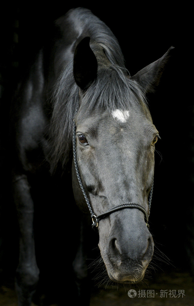 黑色马的缰绳和黑暗的鬃毛和白斑头顶上一个黑色的背景上