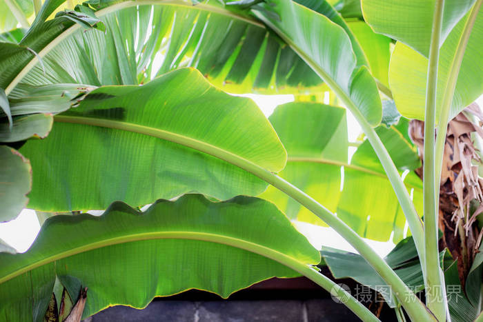 树上有阳光的香蕉叶子在农场里
