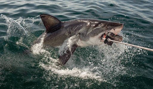 大白鲨张开嘴 Carcharodon carcharias 在海水中攻击。狩猎大白鲨 Carcharodon carcha