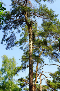松针蓝色天空松树的树干和树枝鲜艳的颜色照片