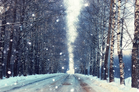 冬季森林景观阳光和雪