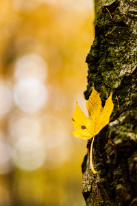 秋天的黄色叶子在树干与树皮
