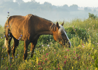 红马光鬃毛和白斑的头上站在绿色的草地上字段