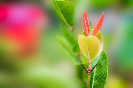 花园中自然背景模糊的特写绿叶