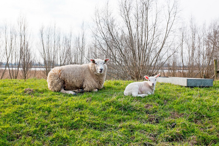 羊羊从荷兰农村