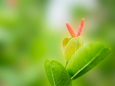 花园中自然背景模糊的特写绿叶