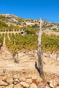 在克罗地亚的葡萄园在赫瓦尔岛。在亚得里亚海上种植葡萄酒。在石地上围栏葡萄园。海边的乡间阳光明媚的一天