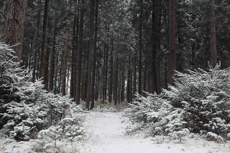 冬季森林。在一个晴朗的日子里的冬季森林景观。雪 c